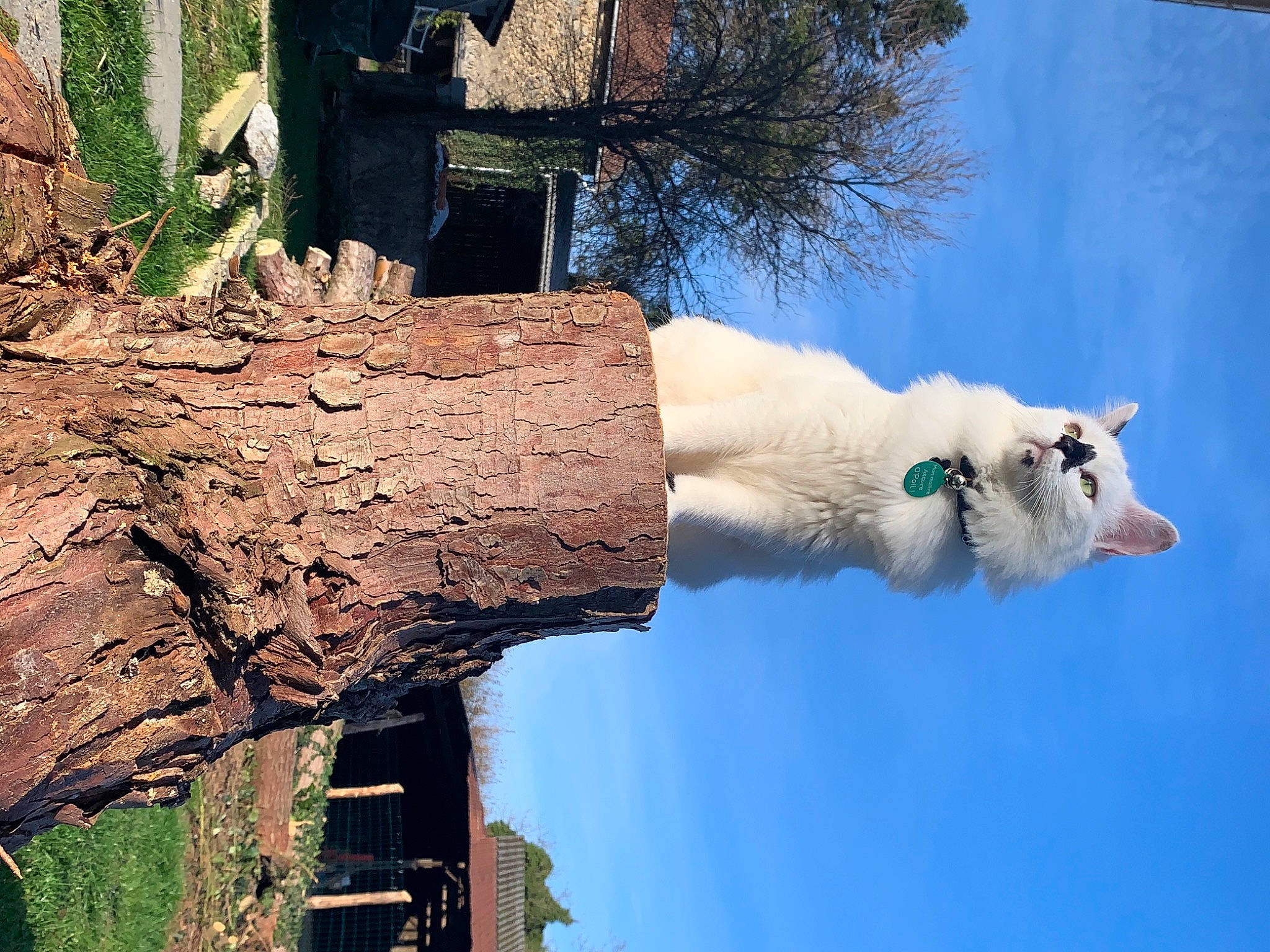 Bounty participe au concours pour gagner de l'argent avec cette photo : art, biome, branch, building, grass, house, landscape, leaf, plant, reflection, sky, tower, tree, trunk, twig, water, window, wood, woody_plant, world