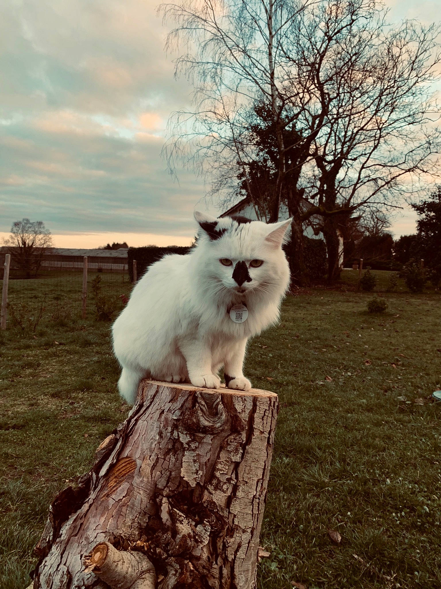 Bounty a rejoint le concours — aidez-le/la à gagner de superbes lots ! carnivore, cat, cloud, felidae, fur, grass, landscape, meteorological_phenomenon, natural_environment, plant, sitting, sky, small_to_medium_sized_cats, sunlight, tail, tints_and_shades, tree, whiskers, winter, wood
