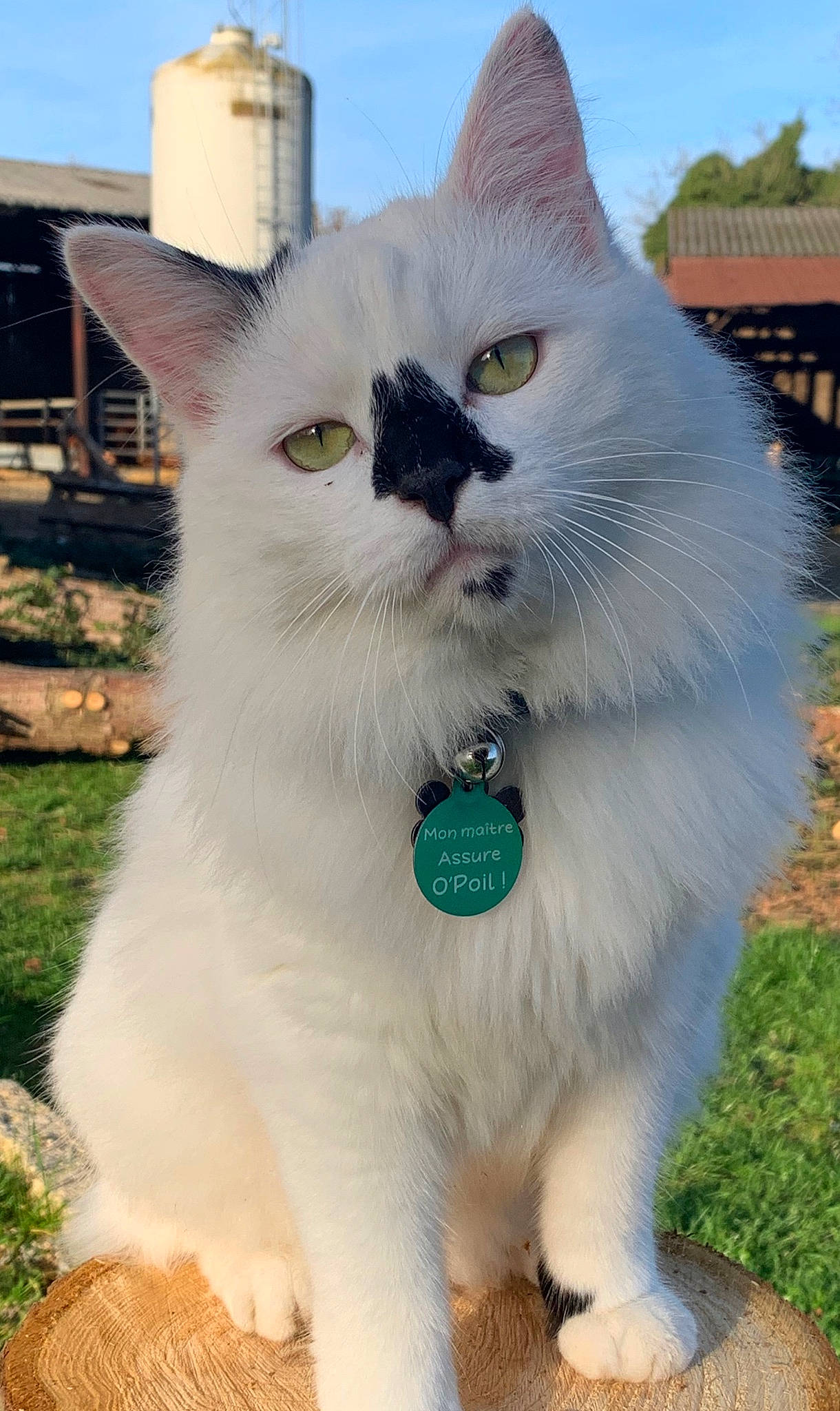 Bounty participe au concours pour gagner de l'argent avec cette photo : carnivore, cat, collar, domestic_short_haired_cat, eye, felidae, fur, grass, iris, paw, plant, sky, small_to_medium_sized_cats, snout, tail, terrestrial_animal, whiskers