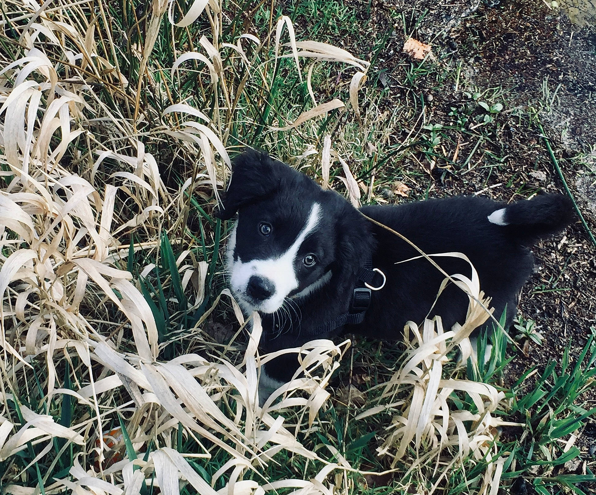 Malo a rejoint le concours — aidez-le/la à gagner de superbes lots ! canidae, carnivore, companion_dog, dog, dog_breed, fur, grass, herding_dog, mcnab, plant, snout, soil, sporting_group, terrestrial_animal, twig, working_animal, working_dog