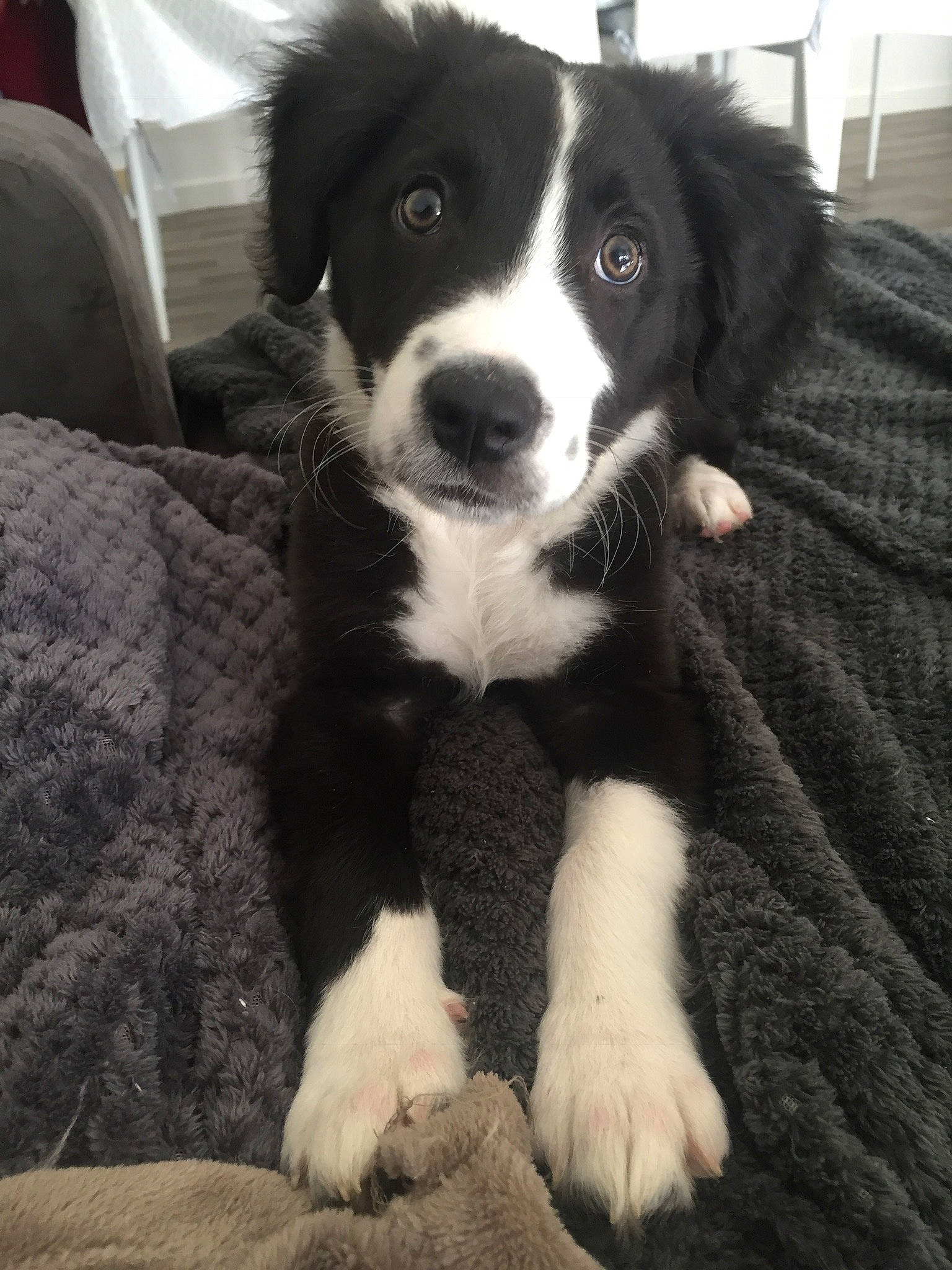 Malo participe au concours pour gagner de l'argent avec cette photo : australian_collie, bernese_mountain_dog, border_collie, bored, bucovina_shepherd_dog, canidae, carnivore, companion_dog, dog, dog_breed, fur, herding_dog, mcnab, sleeper_chair, snout, sporting_group, terrestrial_animal, whiskers, working_animal, working_dog