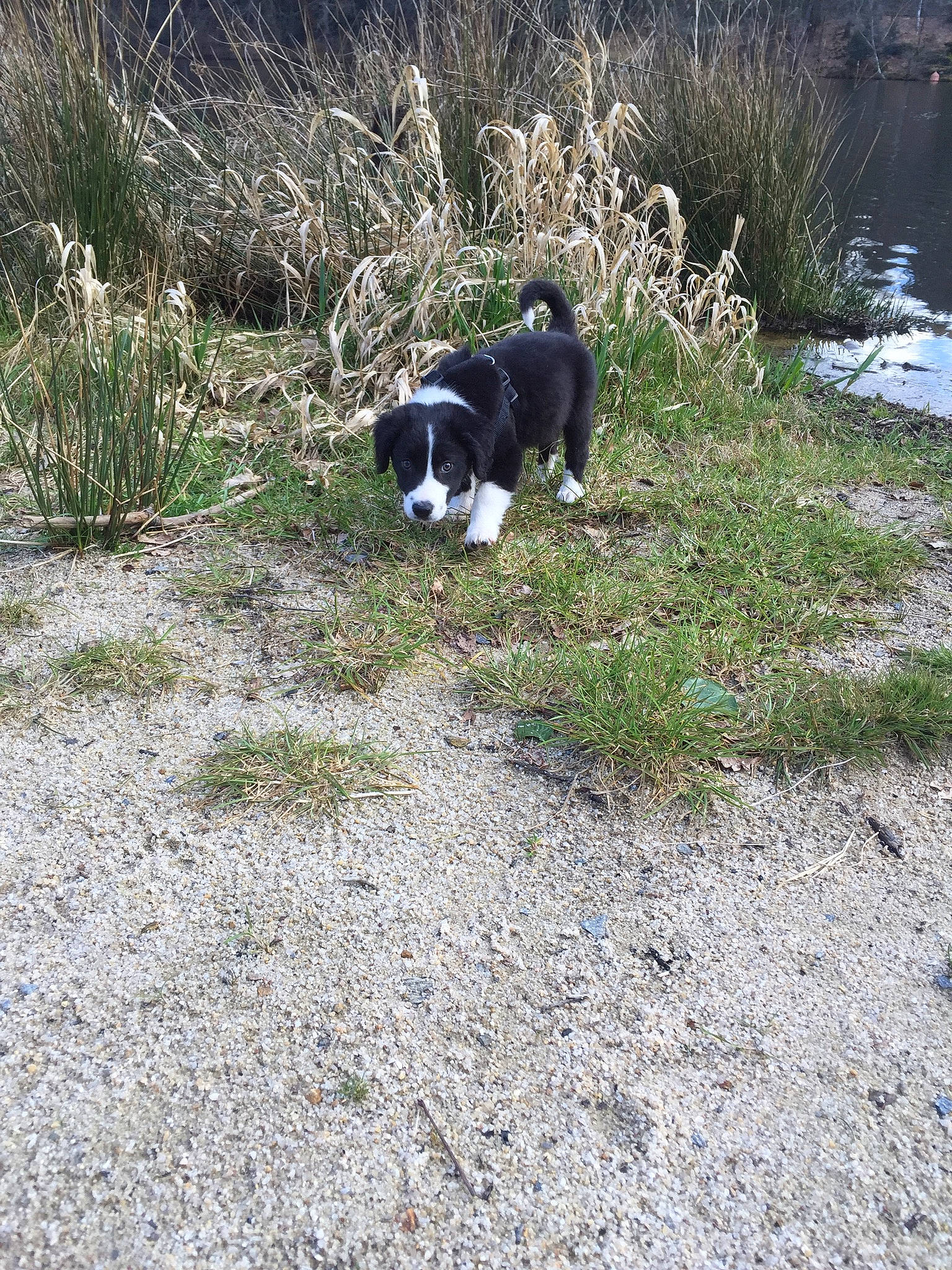 Malo a rejoint le concours — aidez-le/la à gagner de superbes lots ! canidae, carnivore, companion_dog, dog, dog_breed, grass, groundcover, herding_dog, hunting_dog, landscape, natural_landscape, plant, soil, sporting_group, tail, walking, water, working_dog