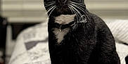 Spooki is registered to the contest to win money with this photo: abyssinian, animal, bed, bedroom, blackcat, blanket, cat, couch, furniture, indoors, kitten, manx, pet, quilt, room