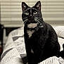 abyssinian, animal, bed, bedroom, blackcat, blanket, cat, couch, furniture, indoors, kitten, manx, pet, quilt, room