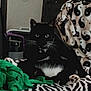 Spooki joined the competition — help win amazing prizes! animal, bed, bedroom, blackcat, blanket, cat, computer, couch, cushion, electronics, furniture, homedecor, indoors, kitten, laptop, manx, pc, pet, room, zebra