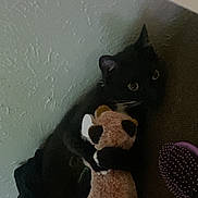 Spooki is registered to the contest to win money with this photo: abyssinian, animal, bear, bed, blackcat, canine, cat, couch, dog, doll, electronics, furniture, homedecor, indoors, kitten, manx, pet, plush, teddybear, toy