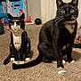 Spooki is registered to the contest to win money with this photo: animal, blackcat, box, brush, cat, device, drum, hardwood, kitten, manx, musicalinstrument, nutcracker, percussion, pet, plywood, robot, tool, toy, tripod, wood