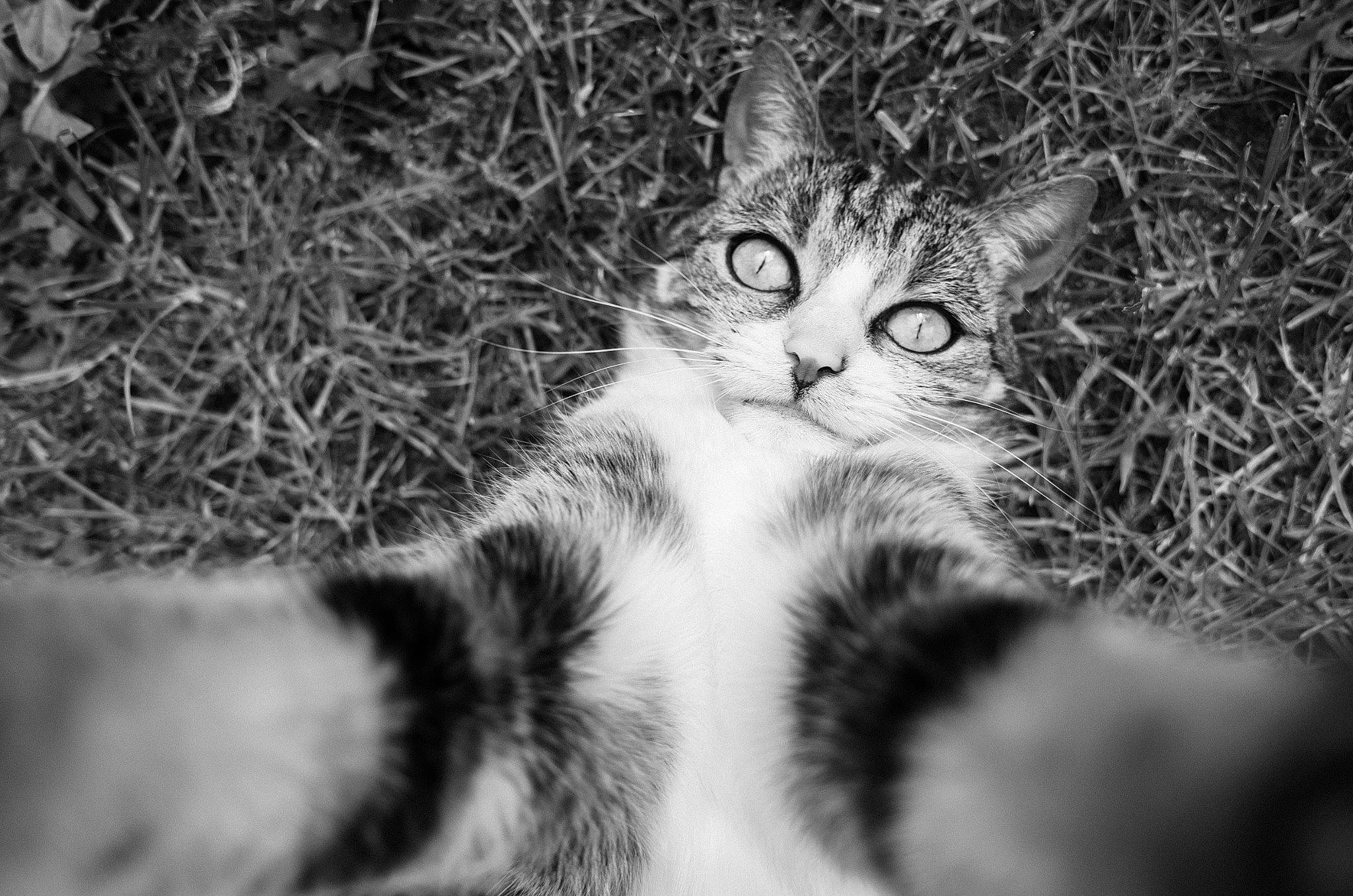 Obama participe au concours pour gagner de l'argent avec cette photo : black_and_white, carnivore, cat, close_up, domestic_short_haired_cat, eye, felidae, grass, mammal, monochrome, monochrome_photography, organism, plant, small_to_medium_sized_cats, style, tail, terrestrial_animal, tree, vertebrate, whiskers