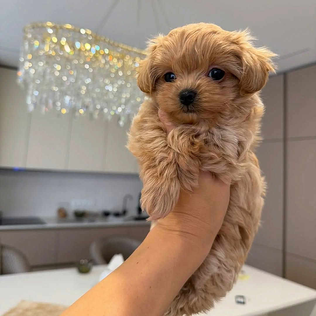 Millie is registered to the contest to win money with this photo: puppy, dog, hand, indoor, kitchen, chandelier, blurred_background, cute, fluffy, pet, animal, small_dog, light_brown, fur, holding, face, eyes, portrait, domestic, young
