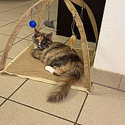 Alouna a rejoint le concours — aidez-le/la à gagner de superbes lots ! cat, feline, pet, indoor, floor, tile, toy, play, relaxing, mat, fur, tail, ears, whiskers, home, comfort, domestic, animal, resting, cute