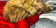 Nefertiti joined the competition — help win amazing prizes! animal, blanket, cat, closeup, cozy, cute, domestic_cat, ears, fluffy, fur, gray, kitten, nap, orange_cat, pet, red, resting, sleeping, soft, whiskers