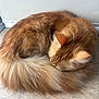 Nefertiti is registered to the contest to win money with this photo: animal, cat, cozy, curled_up, cute, cute_pet, domestic_cat, ears, floor, fluffy, fur, furry, indoor, mammal, orange_cat, pet, resting, sleeping, tail, whiskers