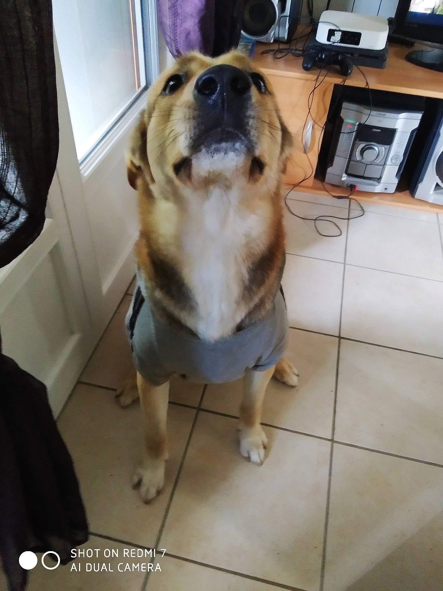 Ouragan a rejoint le concours — aidez-le/la à gagner de superbes lots ! carnivore, chair, collar, companion_dog, dog, dog_breed, fawn, floor, flooring, fur, home_appliance, jaw, paw, pet_supply, selfie, snout, toy_dog, whiskers, window, working_animal