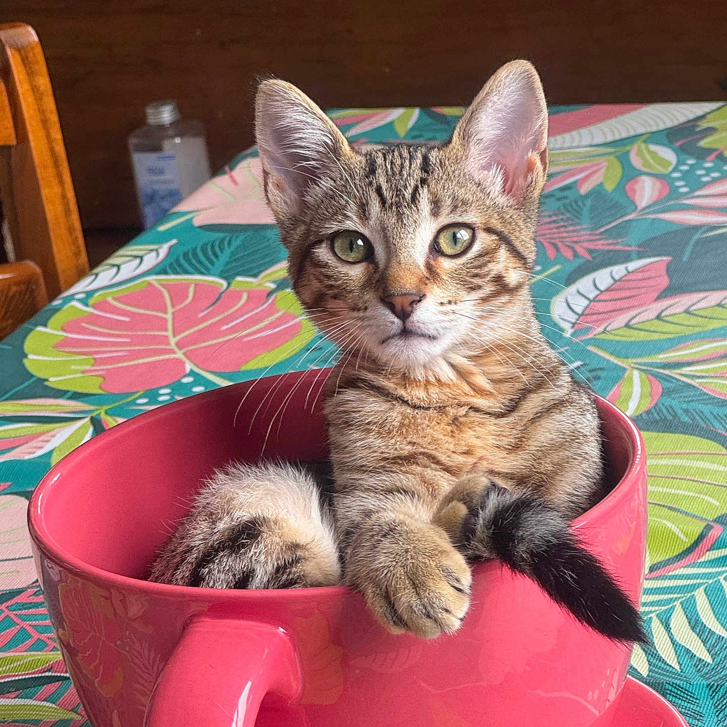Bokit participe au concours pour gagner de l'argent avec cette photo : animal, cat, curious, cute, domestic, feline, green, indoor, kitten, leaf_pattern, pet, pink, relaxed, small, tablecloth, teacup, tropical_pattern, whiskers, wooden_chair, wooden_wall