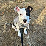 Tundra joined the competition — help win amazing prizes! puppy, dog, leash, sweater, outdoor, grass, dry_grass, animal, pet, canine, cute, young_dog, black_and_white, sitting, ears, nose, eyes, nature, sunlight, attention