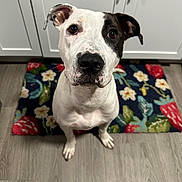 Tundra is registered to the contest to win money with this photo: dog, pet, animal, white_dog, black_patch, floor, rug, floral_rug, kitchen, cabinet, curious, looking_up, indoor, canine, ears, brown_eyes, snout, fur, sitting, domestic