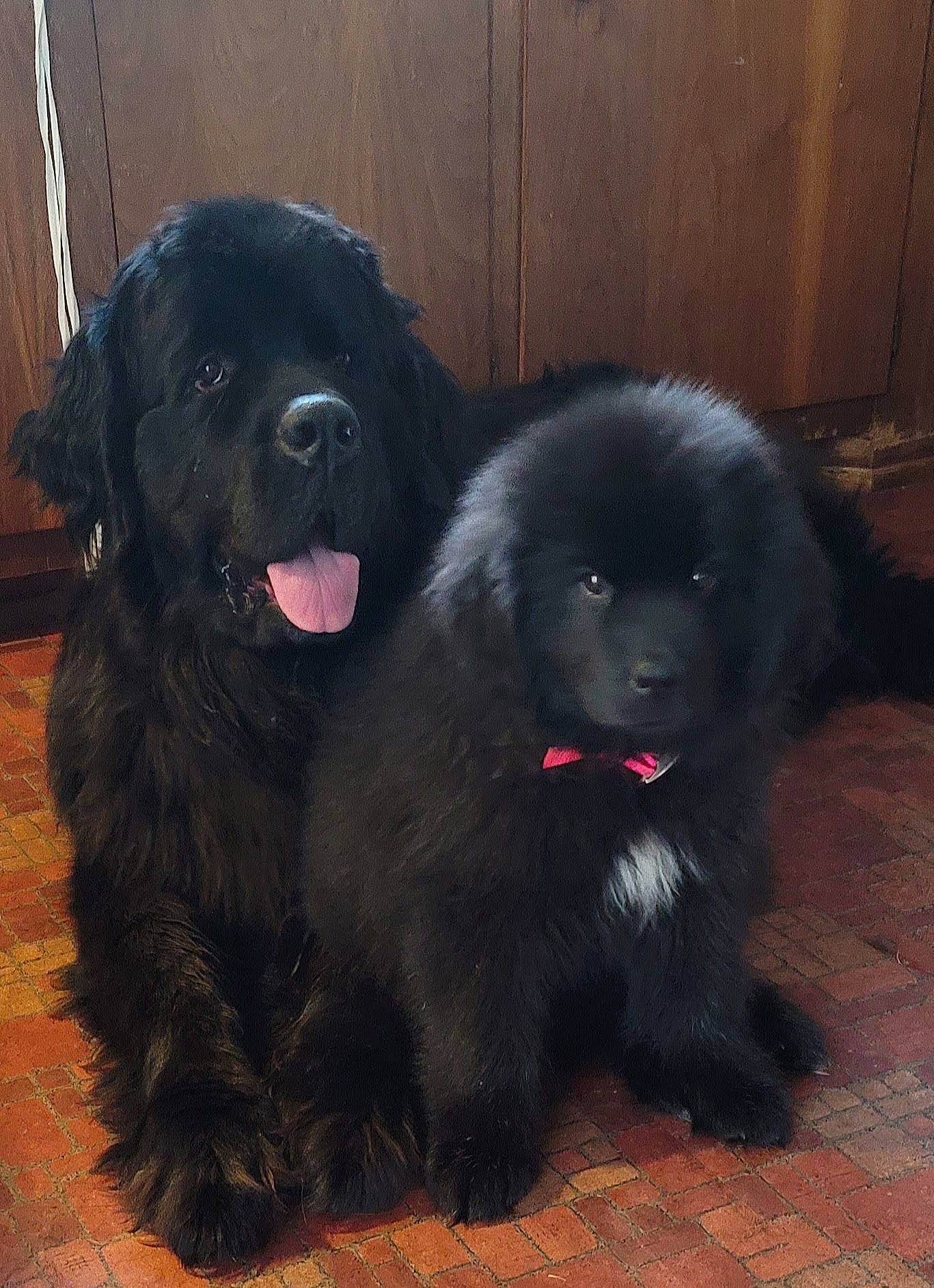 Zoey joined the competition — help win amazing prizes! ancient_dog_breeds, borador, canidae, carnivore, companion_dog, dog, dog_breed, fur, german_spitz_mittel, liver, non_sporting_group, paw, snout, sporting_group, terrestrial_animal, toy_dog, vertebrate, working_animal, working_dog