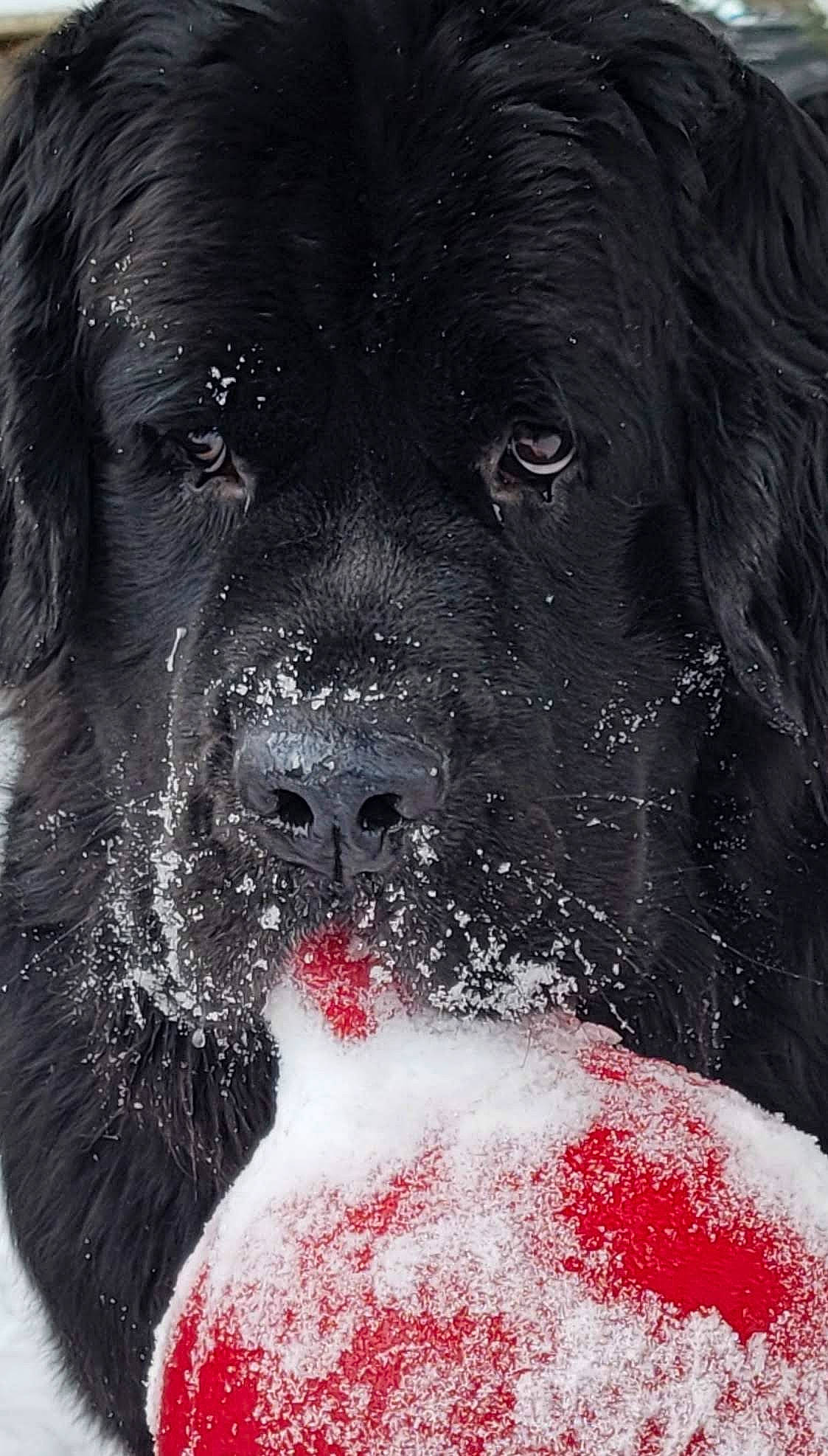 Lucy is registered to the contest to win money with this photo: black, canidae, carmine, carnivore, companion_dog, dog, dog_breed, event, freezing, fur, gesture, giant_dog_breed, gun_dog, monochrome_photography, snout, snow, sporting_group, whiskers, winter, working_animal