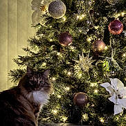 Lola joined the competition — help win amazing prizes! cat, christmas_tree, ornaments, lights, couch, indoor, holiday, decorations, fluffy, pet, festive, cozy, pine_tree, white_flower, sparkle, greenery, warm_lighting, domestic_animal, sitting, curious
