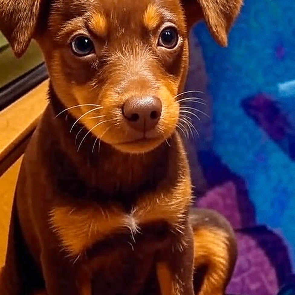 Lucky joined the competition — help win amazing prizes! adorable, animal, background, brown_fur, closeup, cute, dog, ears, eyes, fur, indoor, nose, paws, pet, portrait, puppy, sitting, sunlight, whiskers, wooden_surface