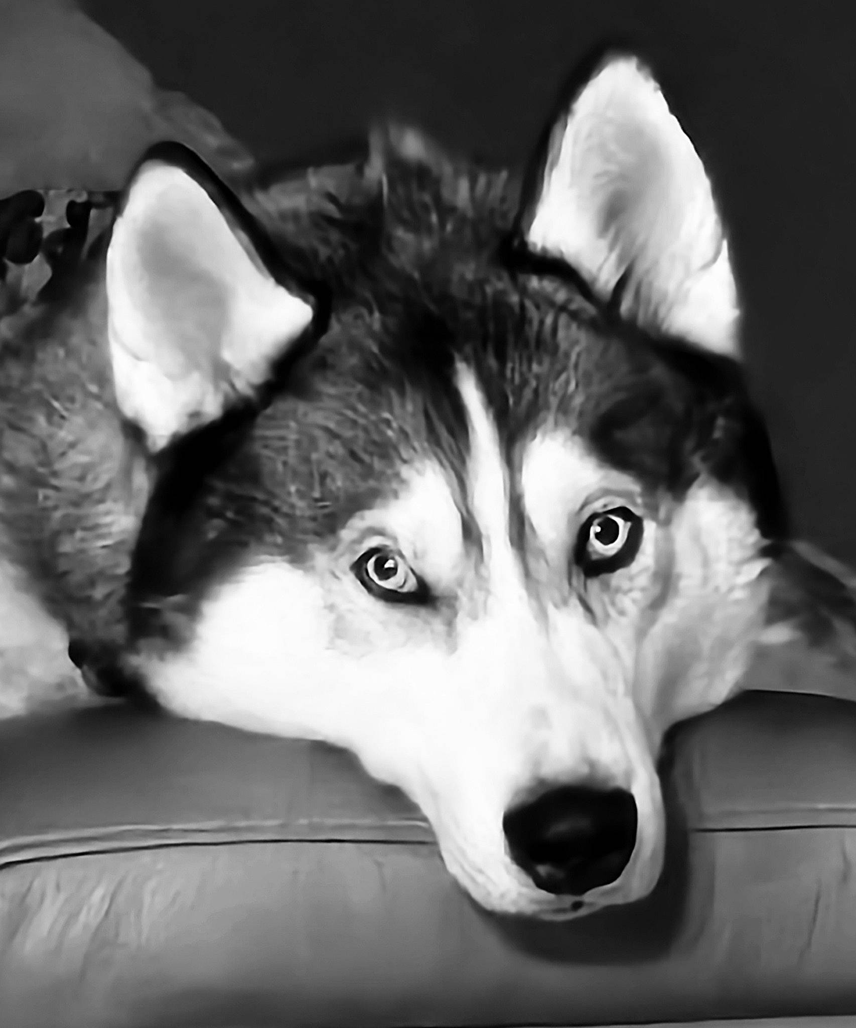 Sky joined the competition — help win amazing prizes! ancient_dog_breeds, black_and_white, canidae, canis, carnivore, companion_dog, darkness, dog, dog_breed, fur, monochrome, monochrome_photography, sled_dog, snout, sporting_group, style, terrestrial_animal, whiskers, wolf, working_dog