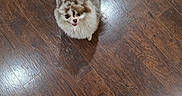 Flint is registered to the contest to win money with this photo: brown, companion, cute, dog, floor, fluffy, footwear, human_hand, indoor, looking_up, pet, playful, small_dog, socks, spotted, tail, tongue_out, waiting, white, wooden_floor