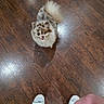 brown, companion, cute, dog, floor, fluffy, footwear, human_hand, indoor, looking_up, pet, playful, small_dog, socks, spotted, tail, tongue_out, waiting, white, wooden_floor