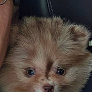 Flint is registered to the contest to win money with this photo: puppy, dog, pomeranian, fluffy, cute, pet, animal, face, tongue, eyes, fur, small, closeup, car, seat, person, glasses, hat, cozy, snuggle