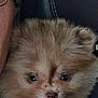 puppy, dog, pomeranian, fluffy, cute, pet, animal, face, tongue, eyes, fur, small, closeup, car, seat, person, glasses, hat, cozy, snuggle