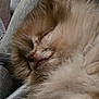 Flint joined the competition — help win amazing prizes! animal, blanket, brown, calm, closeup, cozy, cute, dog, face, fluffy, fur, indoors, nose, pet, relaxed, resting, sleeping, soft, texture, whiskers