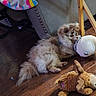 Flint is registered to the contest to win money with this photo: animal, blanket, cozy, cute, dog, floor, fluffy, furniture, hearts, home, indoor, pet, plush_toy, rainbow, relaxing, resting, sleeping, soft_toy, sunlight, wooden_floor