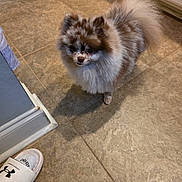 Flint joined the competition — help win amazing prizes! animal, brown_and_white, companion, curious, cute, dog, domestic, fluffy, footwear, household, indoor, looking_up, pet, pomeranian, shadow, slipper, small_dog, standing, tile_floor, under_armour