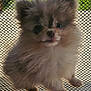 Flint is registered to the contest to win money with this photo: adorable, animal, background_blur, cute, dog, ears, eyes, fluffy, fur, looking_up, mesh_surface, nose, outdoor, pet, pomeranian, portrait, puppy, sitting, small_dog, sunlight