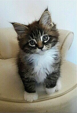 Nala a rejoint le concours — aidez-le/la à gagner de superbes lots ! box, carnivore, cat, claw, domestic_short_haired_cat, felidae, fur, paw, small_to_medium_sized_cats, snout, tail, terrestrial_animal, whiskers, window