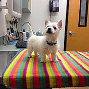 Harley joined the competition — help win amazing prizes! dog, puppy, rainbow_blanket, veterinary_office, counter, keyboard, phone, door, tile_floor, computer_monitor, sink, bottles, collar, curious, standing, indoors, white_fur, ears_up, pet, animal