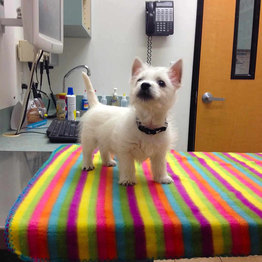Harley joined the competition — help win amazing prizes! animal, bottles, collar, computer_monitor, counter, curious, dog, door, ears_up, indoors, keyboard, pet, phone, puppy, rainbow_blanket, sink, standing, tile_floor, veterinary_office, white_fur