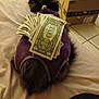 Pumpkin joined the competition — help win amazing prizes! cat, purple_clothing, money, dollar_bills, bed, feline, fur, indoor, cardboard_box, animal, pet, resting, currency, soft_lighting, domestic, cute, fluffy, back_view, fabric, tile_floor