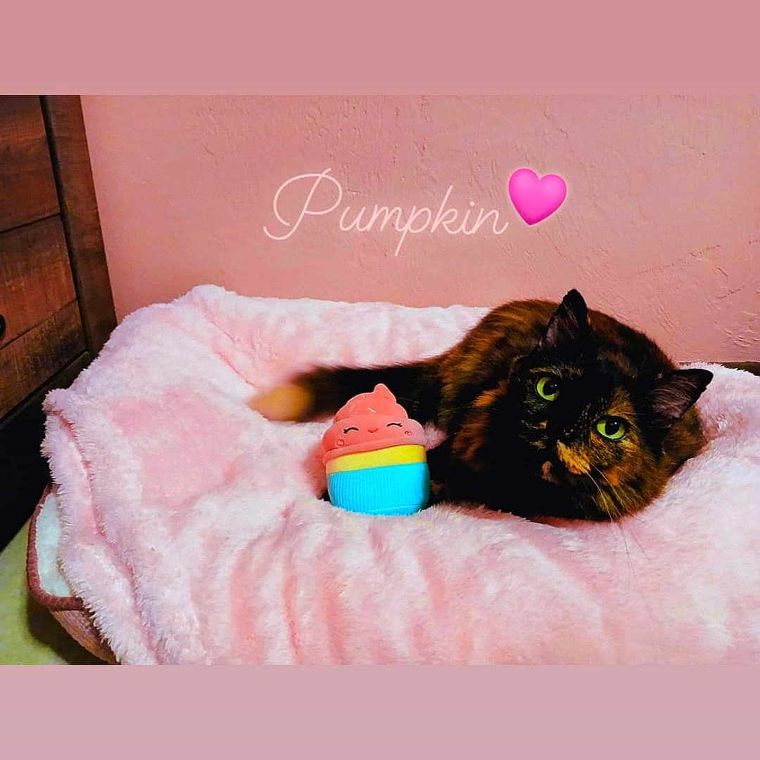 Pumpkin joined the competition — help win amazing prizes! animal, bed, canine, cat, cream, cushion, dessert, face, food, head, homedecor, icing, indoors, interiordesign, kitten, person, pet, photography, portrait, toy