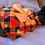 autumn, black_cat, blanket, bow, cat, costume, cozy, cute, dress, fall_leaves, feline, fluffy, indoor, orange, pet, plaid, red, resting, soft, yellow