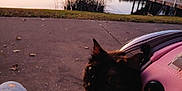 Pumpkin joined the competition — help win amazing prizes! cat, pet, carrier_bag, pink, outdoor, lake, water, sunset, dock, grass, sidewalk, jeans, ripped_jeans, animal, nature, evening, reflection, curious, closeup, walking_path