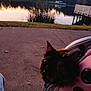 animal, carrier_bag, cat, closeup, curious, dock, evening, grass, jeans, lake, nature, outdoor, pet, pink, reflection, ripped_jeans, sidewalk, sunset, walking_path, water