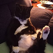 Oreo joined the competition — help win amazing prizes! cat, tuxedo_cat, pet, relaxed, indoor, furniture, armchair, paw, whiskers, cozy, home, animal, mammal, cute, black_and_white, feline, resting, fluffy, domestic_cat, lazy