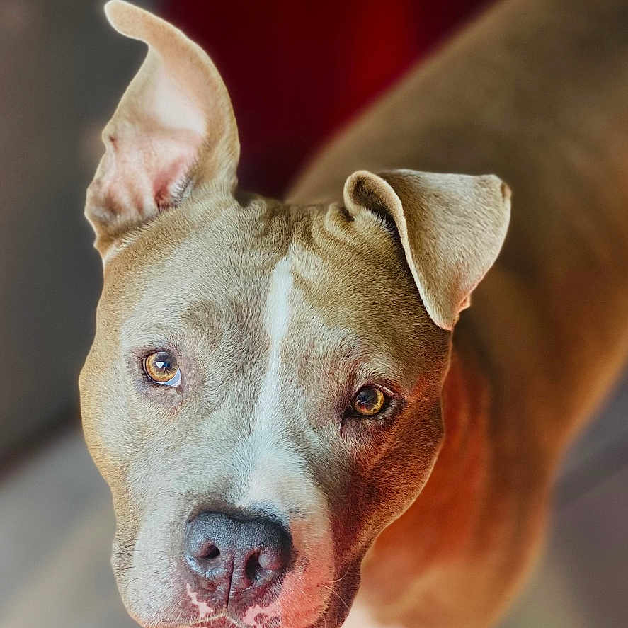 Klein