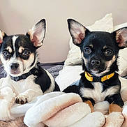 Sana Et Charly a rejoint le concours — aidez-le/la à gagner de superbes lots ! dog, puppy, pet, animal, ears, blanket, indoor, cute, collar, black_and_white, fur, face, portrait, relaxing, lying_down, bedroom, companion, domestic_animal, alert, small_dog