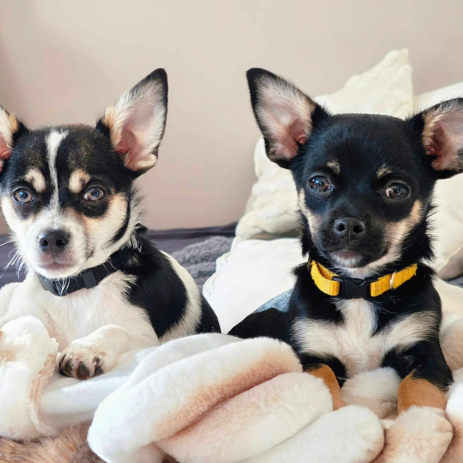 Sana Et Charly a rejoint le concours — aidez-le/la à gagner de superbes lots ! alert, animal, bedroom, black_and_white, blanket, collar, companion, cute, dog, domestic_animal, ears, face, fur, indoor, lying_down, pet, portrait, puppy, relaxing, small_dog