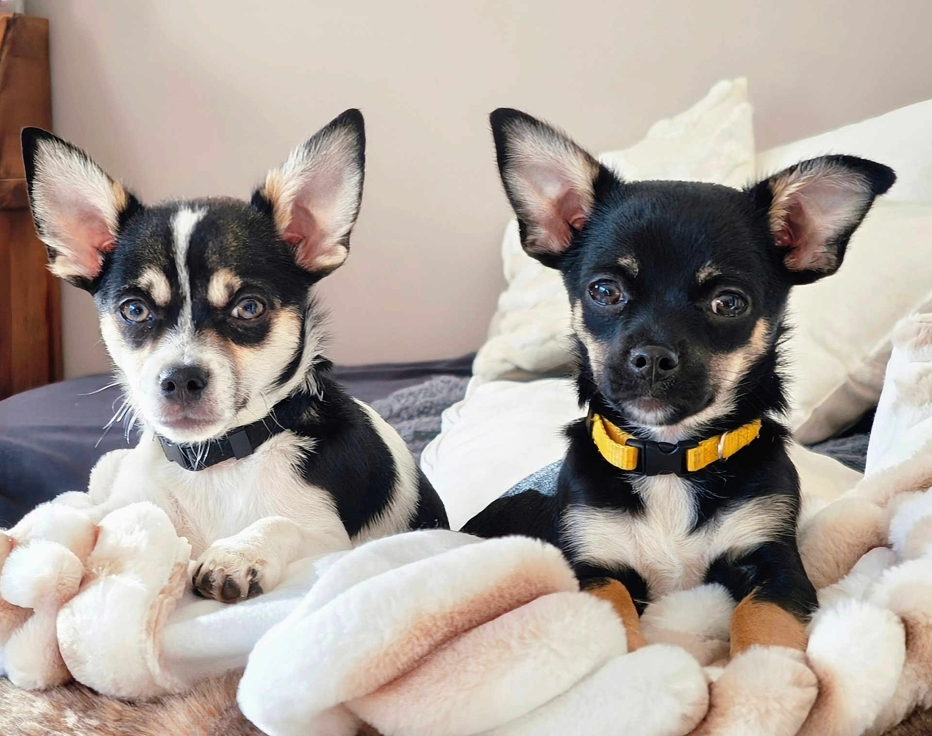 Sana Et Charly a rejoint le concours — aidez-le/la à gagner de superbes lots ! dog, puppy, pet, animal, ears, blanket, indoor, cute, collar, black_and_white, fur, face, portrait, relaxing, lying_down, bedroom, companion, domestic_animal, alert, small_dog