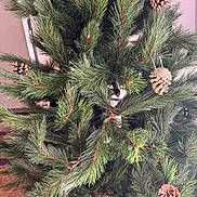 Tarzan participe au concours pour gagner de l'argent avec cette photo : cat, tuxedo_cat, pine_tree, artificial_tree, pine_cones, greenery, indoor, pet, hiding, curious, needle_branches, decorations, feline, playful, holiday_decor, close_up, animal, nature_indoor, camouflage, eye