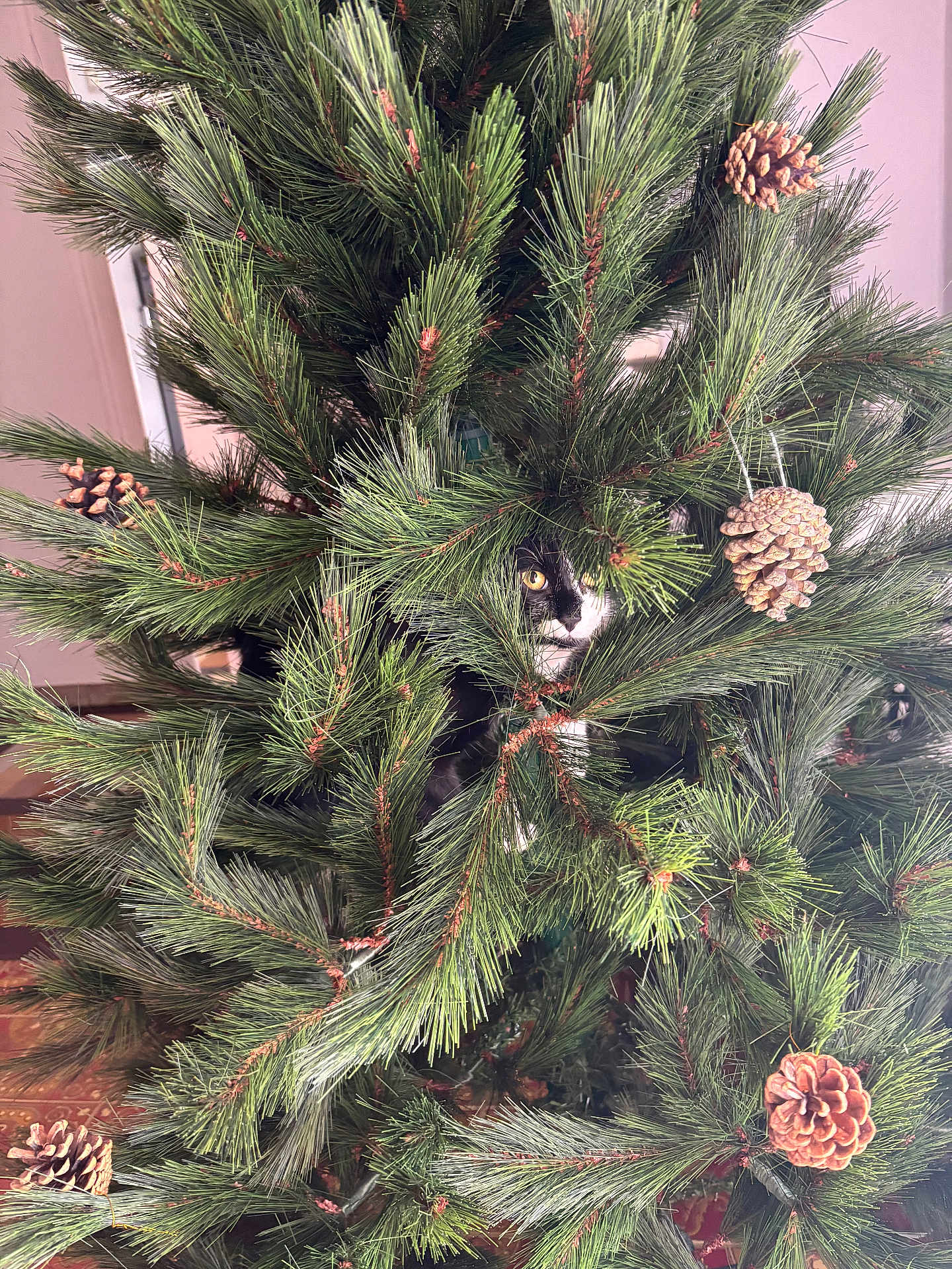 Tarzan participe au concours pour gagner de l'argent avec cette photo : cat, tuxedo_cat, pine_tree, artificial_tree, pine_cones, greenery, indoor, pet, hiding, curious, needle_branches, decorations, feline, playful, holiday_decor, close_up, animal, nature_indoor, camouflage, eye