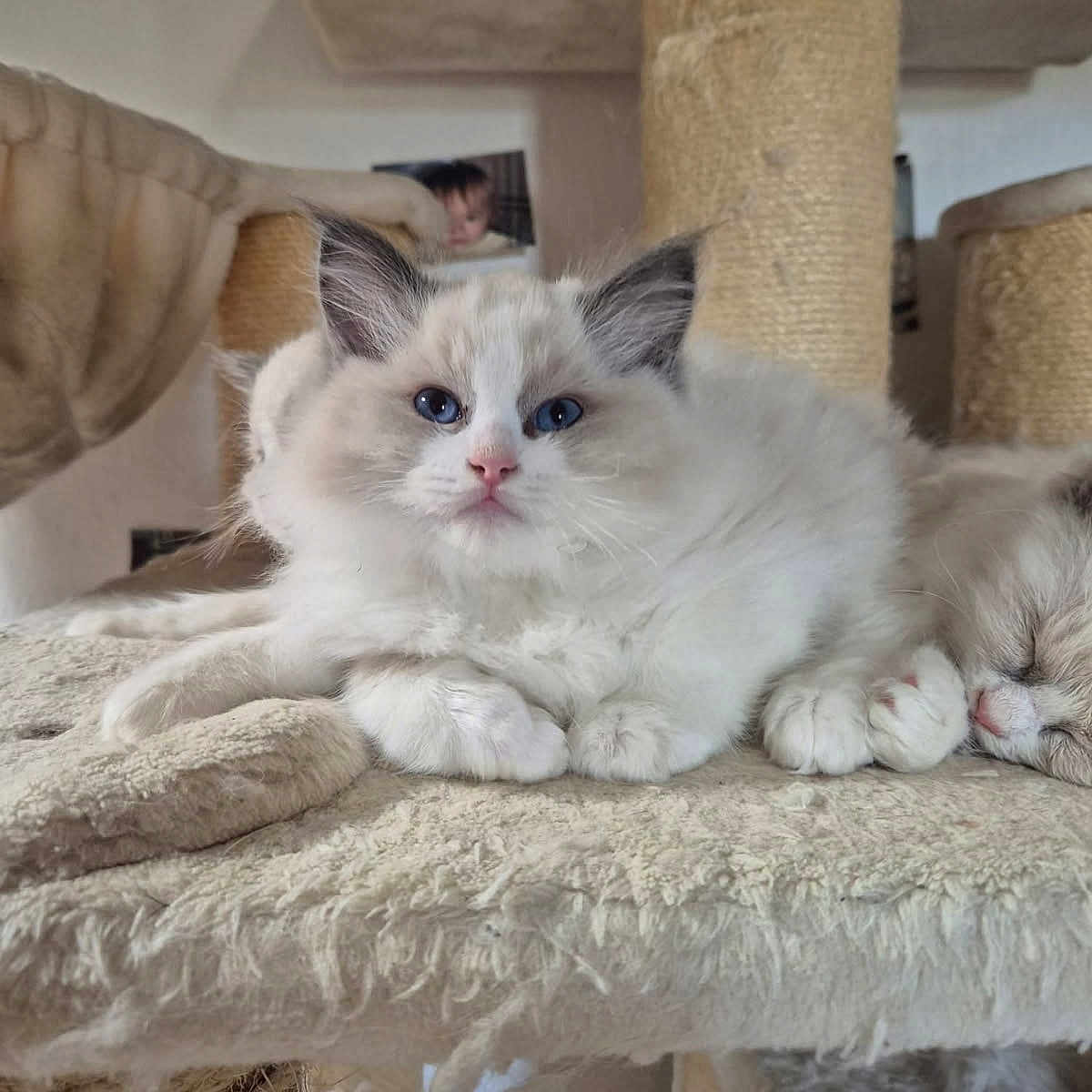 Ashkito participe au concours pour gagner de l'argent avec cette photo : animal, blue_eyes, cat, cat_tree, companion, cozy, cute, feline, fluffy, fur, indoor, kitten, paws, pet, relaxed, resting, scratching_post, sleeping, soft, whiskers