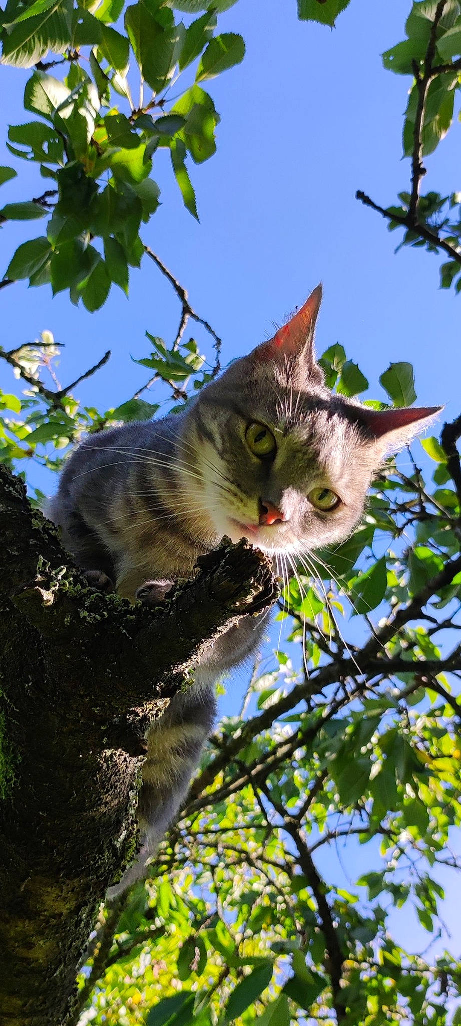 Moune a rejoint le concours — aidez-le/la à gagner de superbes lots ! branch, carnivore, cat, domestic_short_haired_cat, felidae, fur, grass, plant, plant_stem, sky, small_to_medium_sized_cats, snout, tail, terrestrial_animal, tree, trunk, twig, whiskers, wildlife, woody_plant